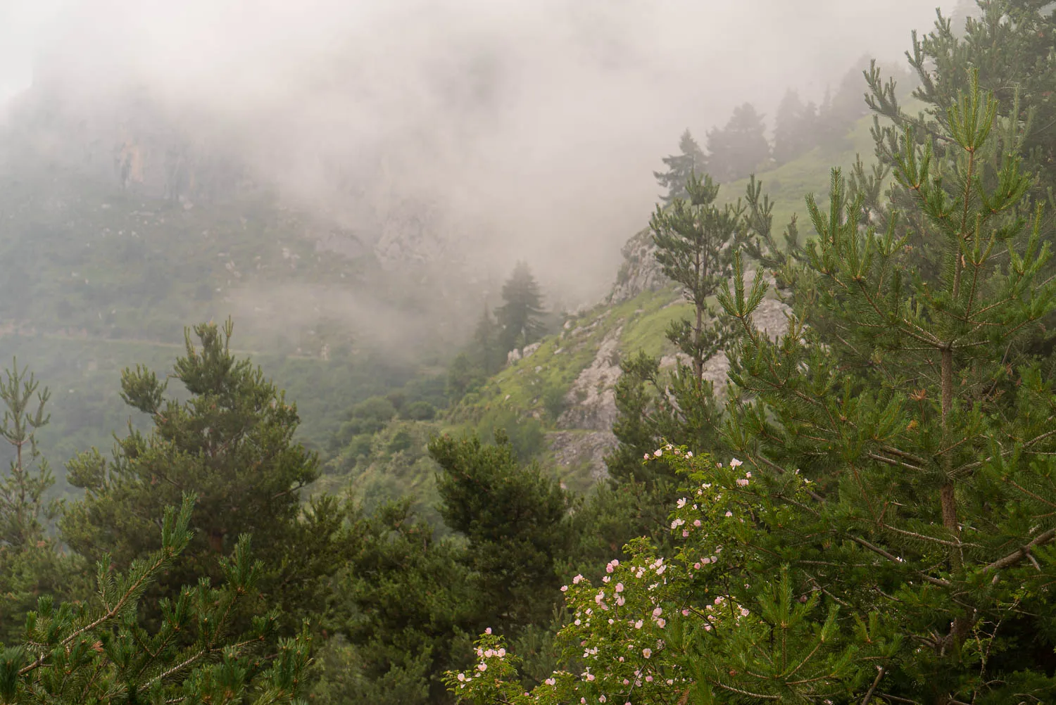 Berglandschaft im Nebel mit Nadelbäumen und rosa Blüten