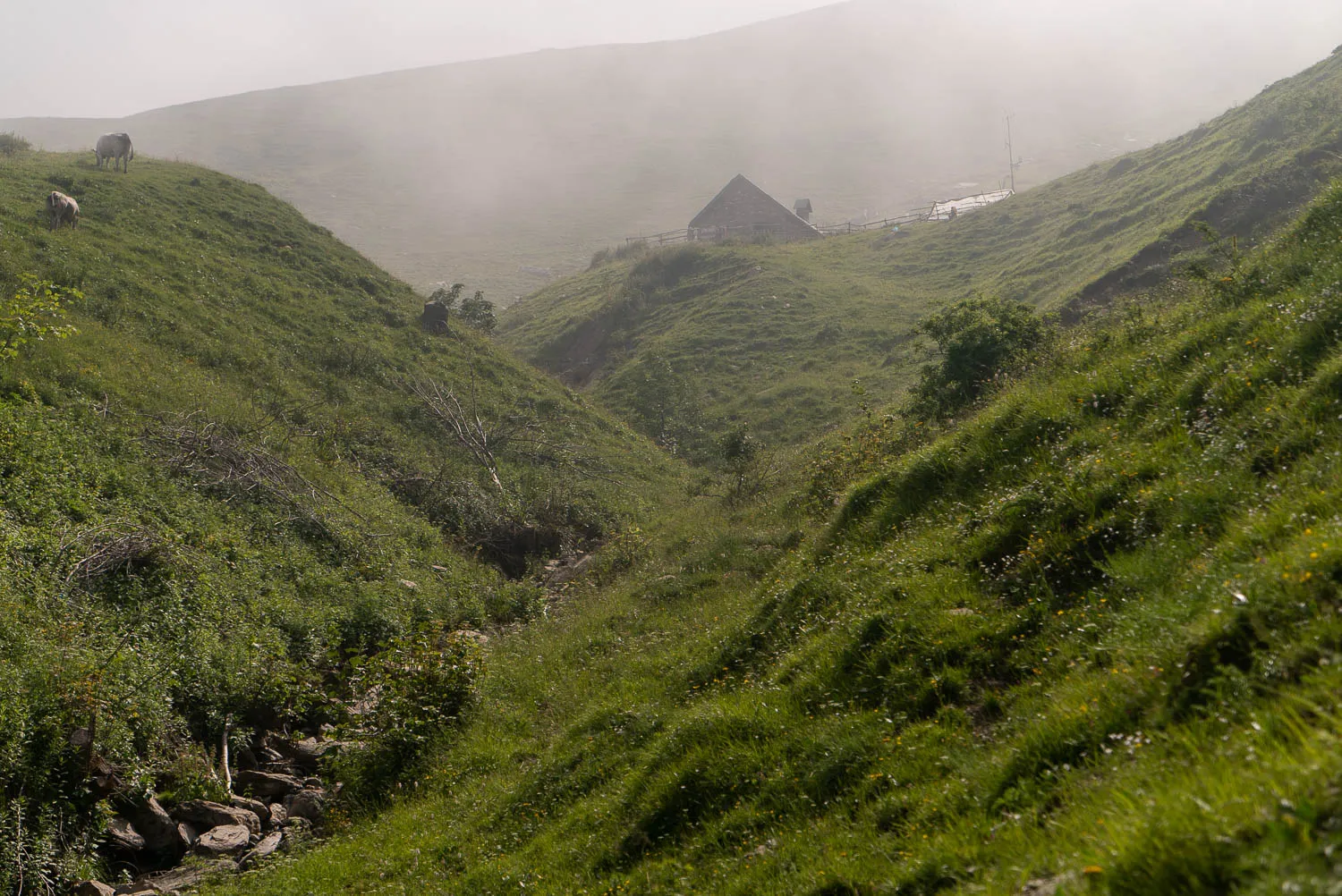 grünes tal mit nebel und häuschen