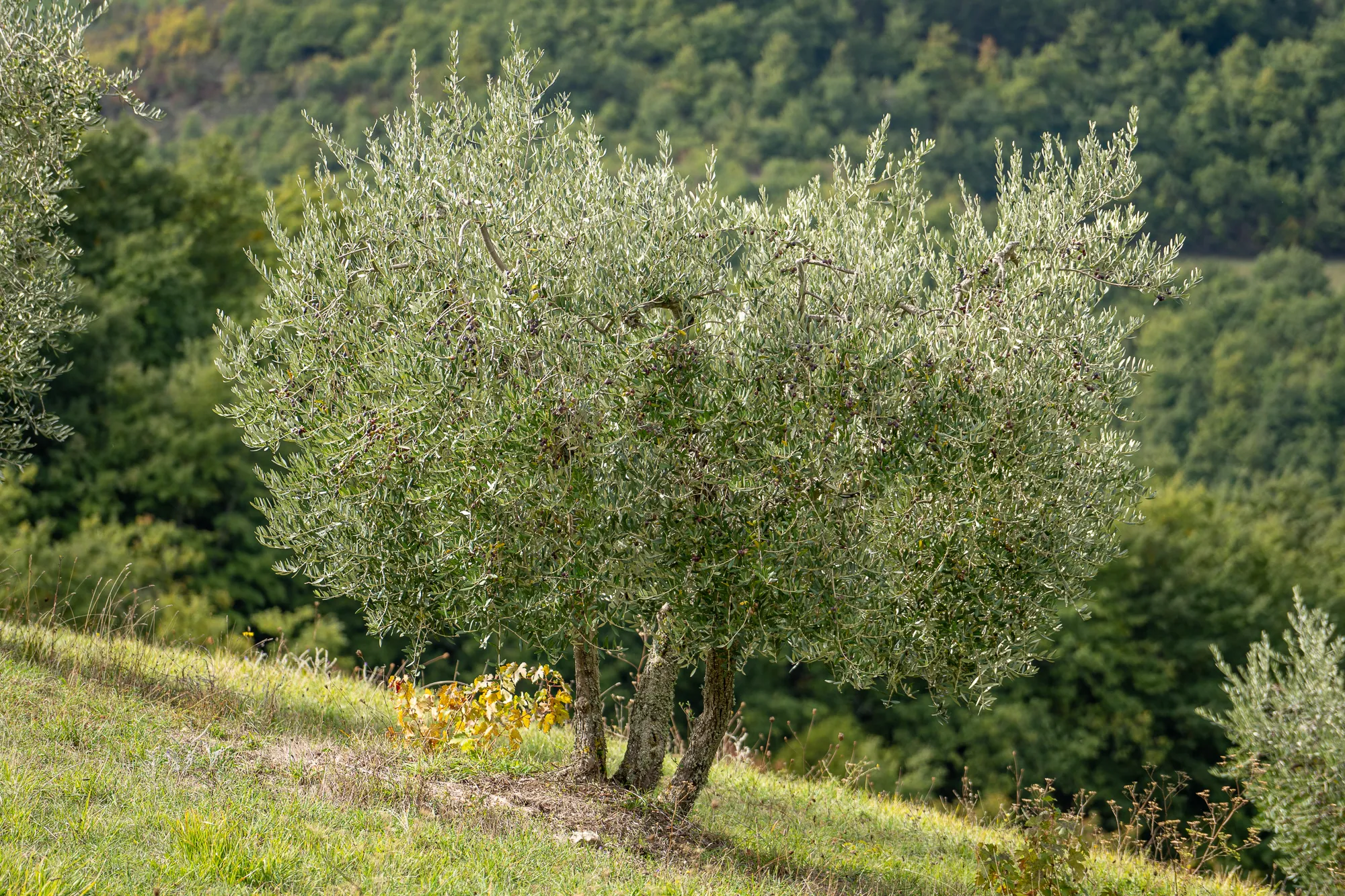 Olivenbäume auf grünem Hang mit Wald im Hintergrund