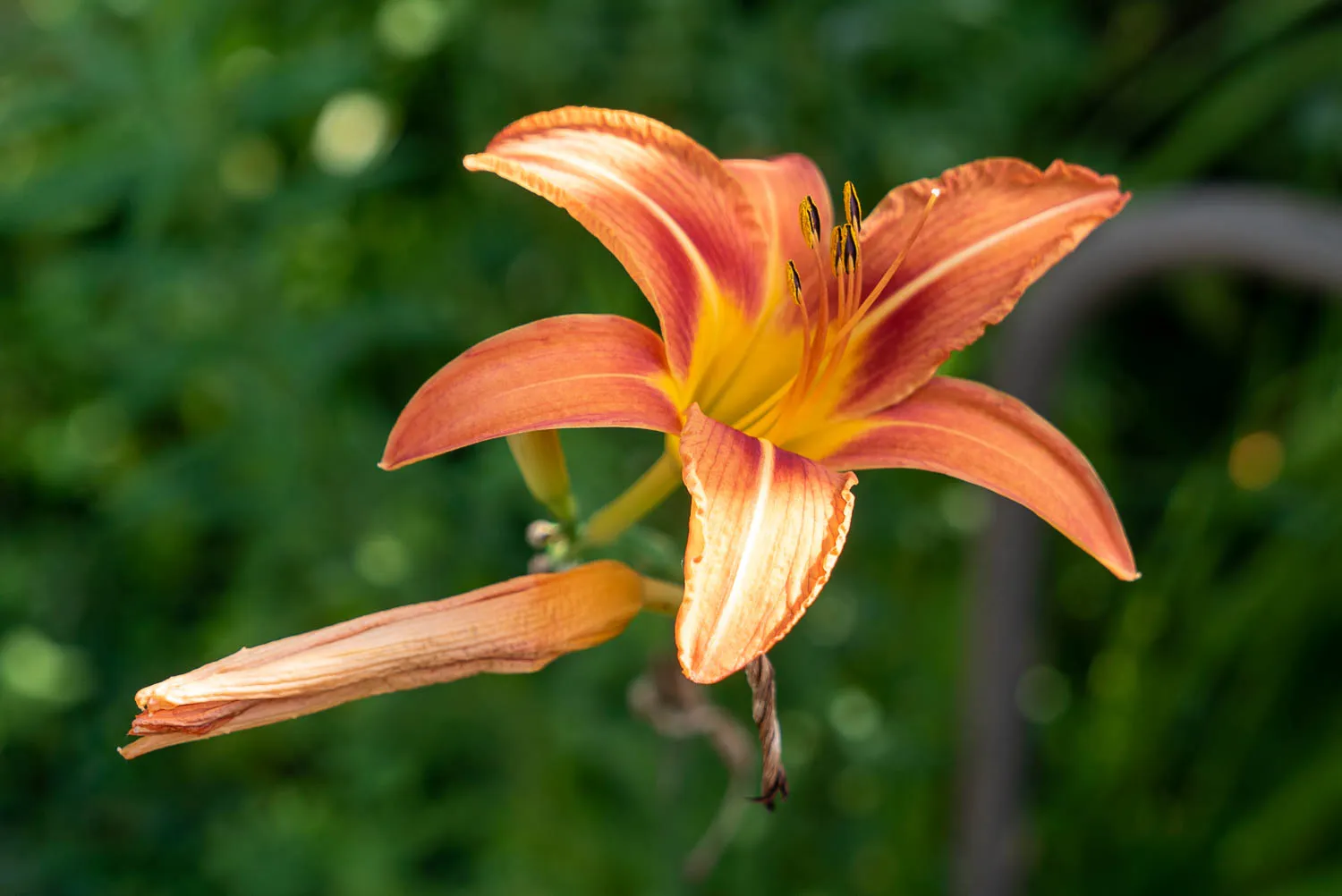 Orange Blume mit gelbem Zentrum und grünem Hintergrund