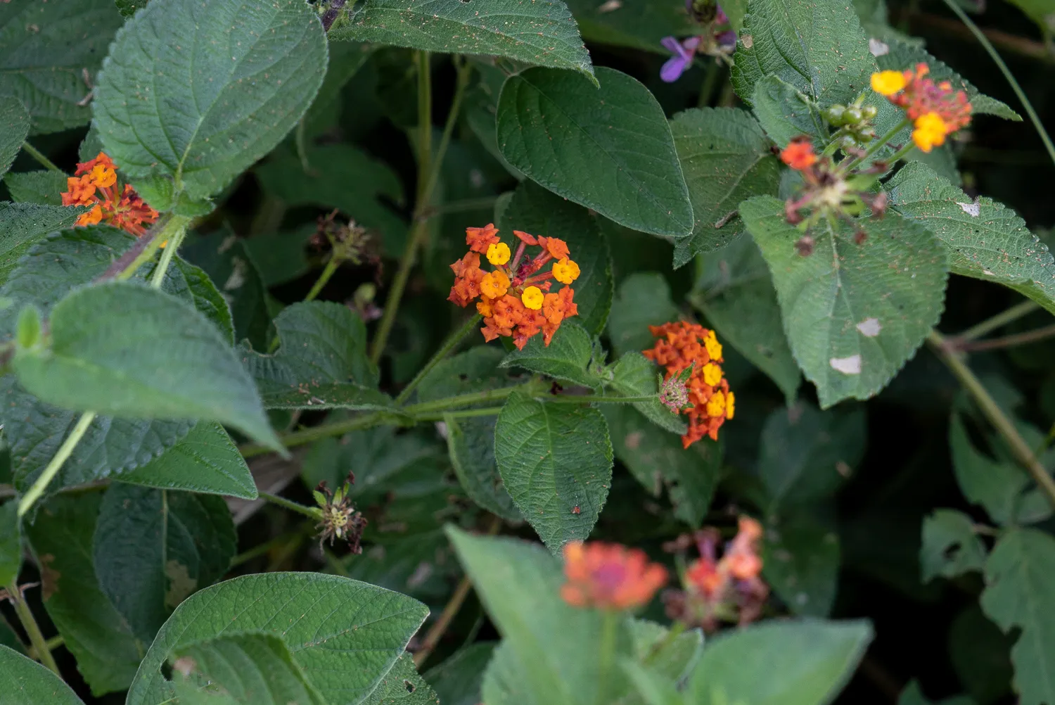 orange-rote blüten zwischen grünen blättern