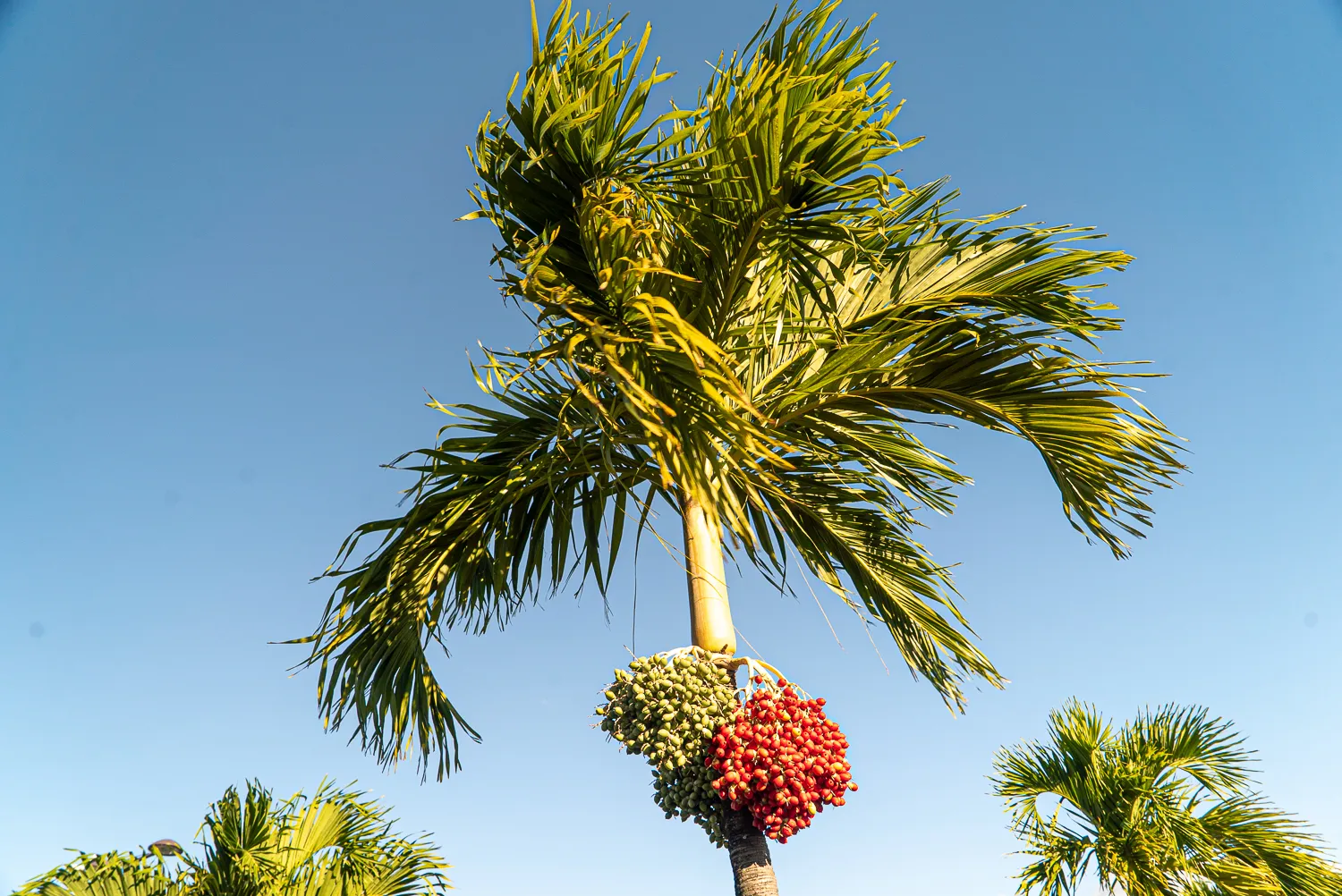 Palme mit grünen und roten Früchten vor blauem Himmel