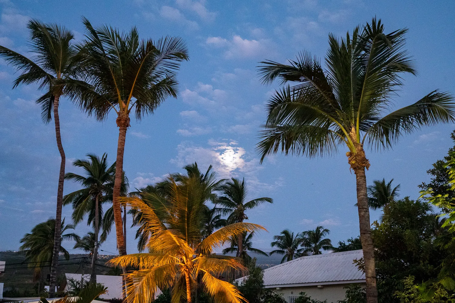 Palmengarten bei Dämmerung mit Mond und blauem Himmel