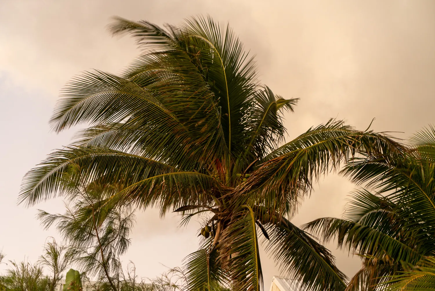 Palmenwedel im Wind vor bewölktem Himmel