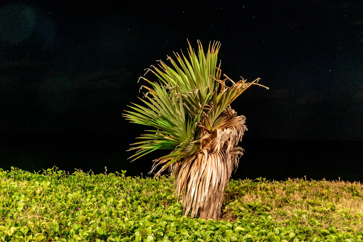 Palmwedel im Mondlicht auf grünem Untergrund