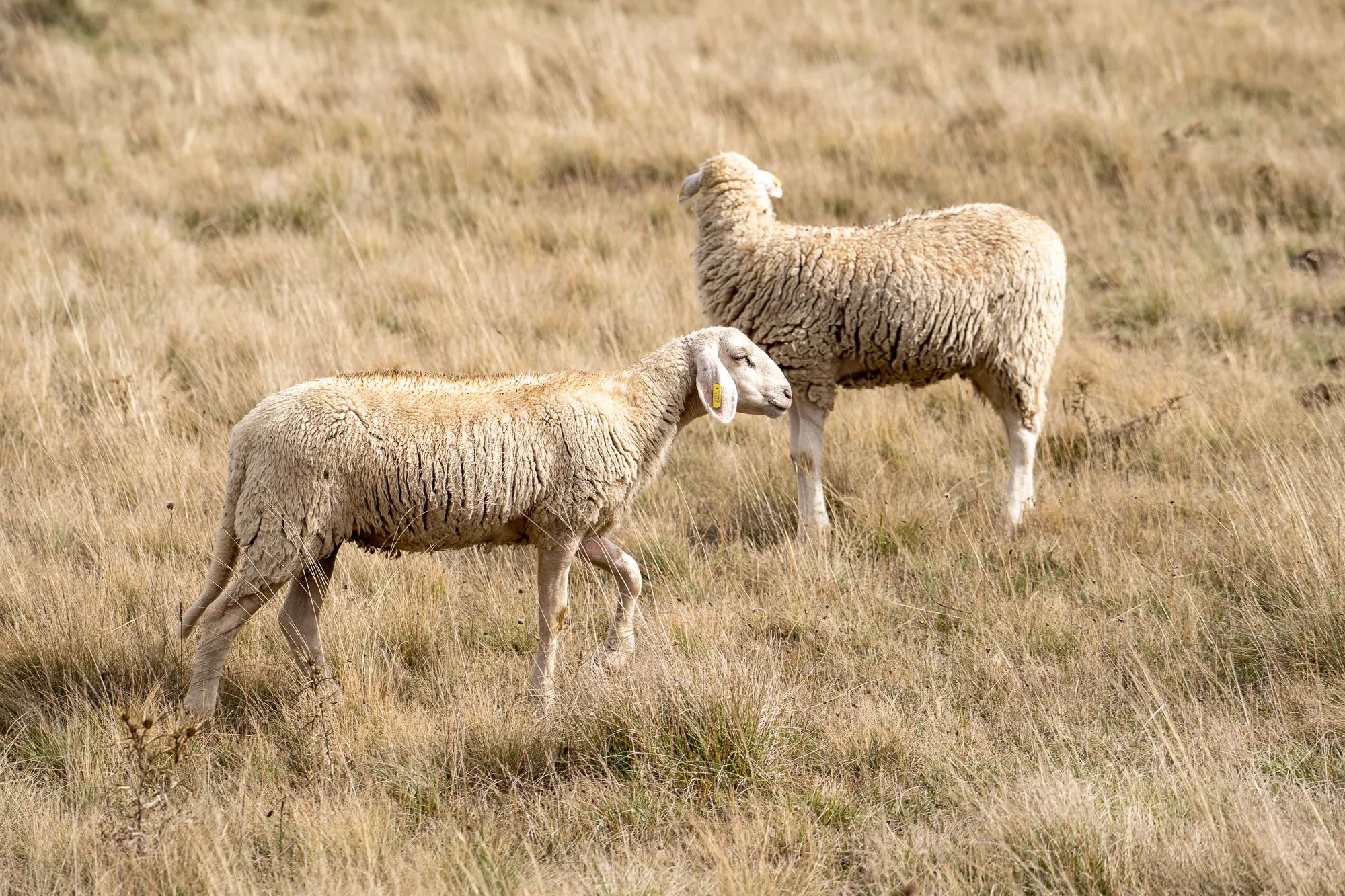zwei schafe grasen auf einer trockenen wiese