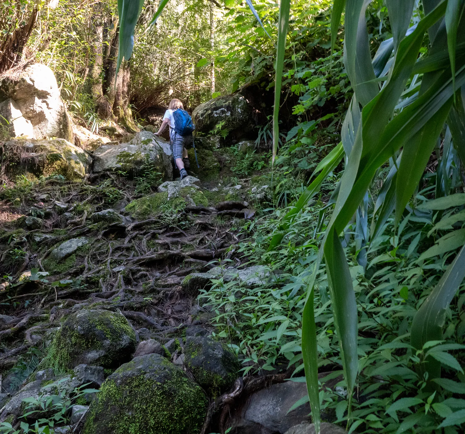 Menschen wandern auf einem steinigen Pfad durch dichten Wald mit sichtbaren Baumwurzeln.