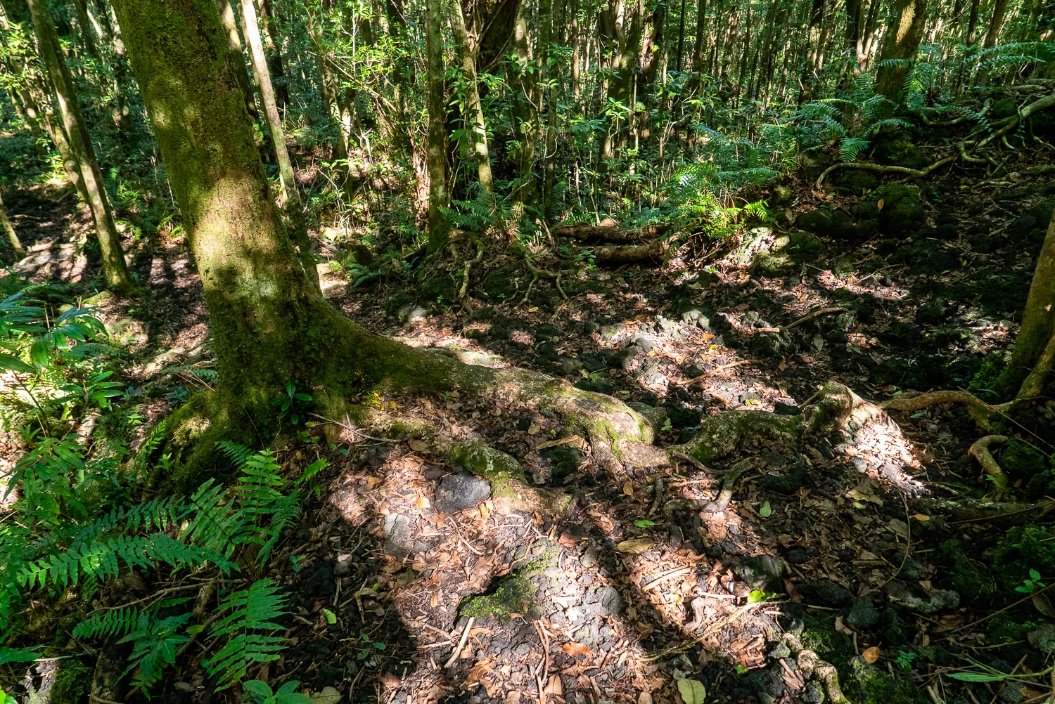 Waldweg mit moosbewachsenen Baumstämmen und Sonnenlicht durch Blätterdach