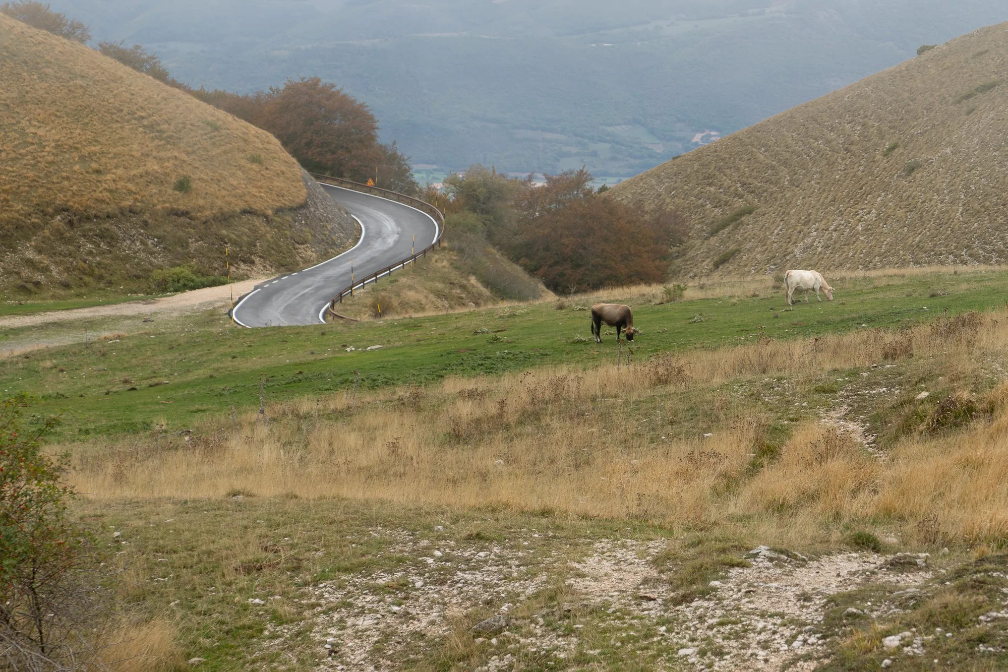Weg durch Hügellandschaft mit grasenden Pferden und Blick auf Tal