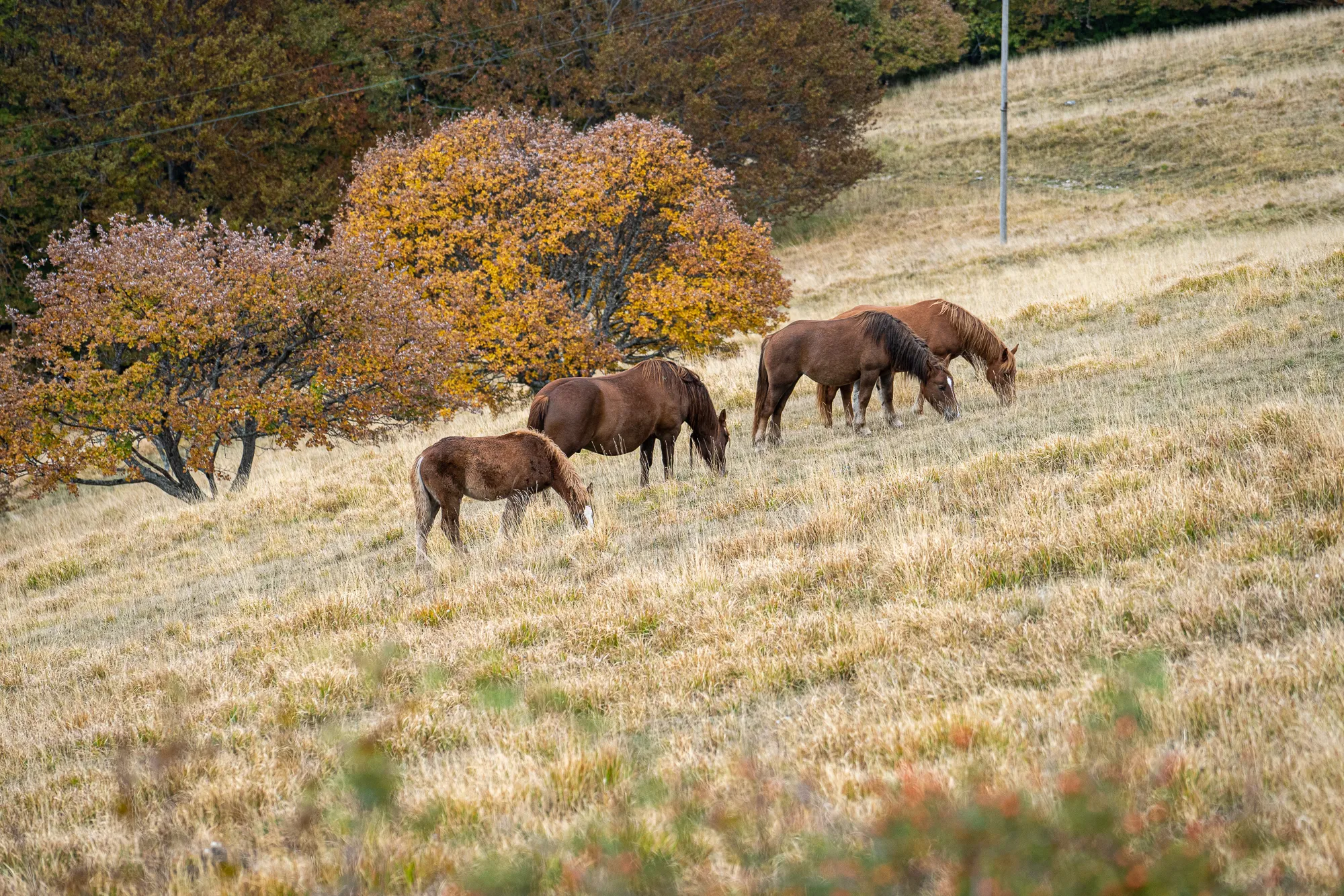 drei pferde grasen auf einem haldenfeld mit herbstbäumen