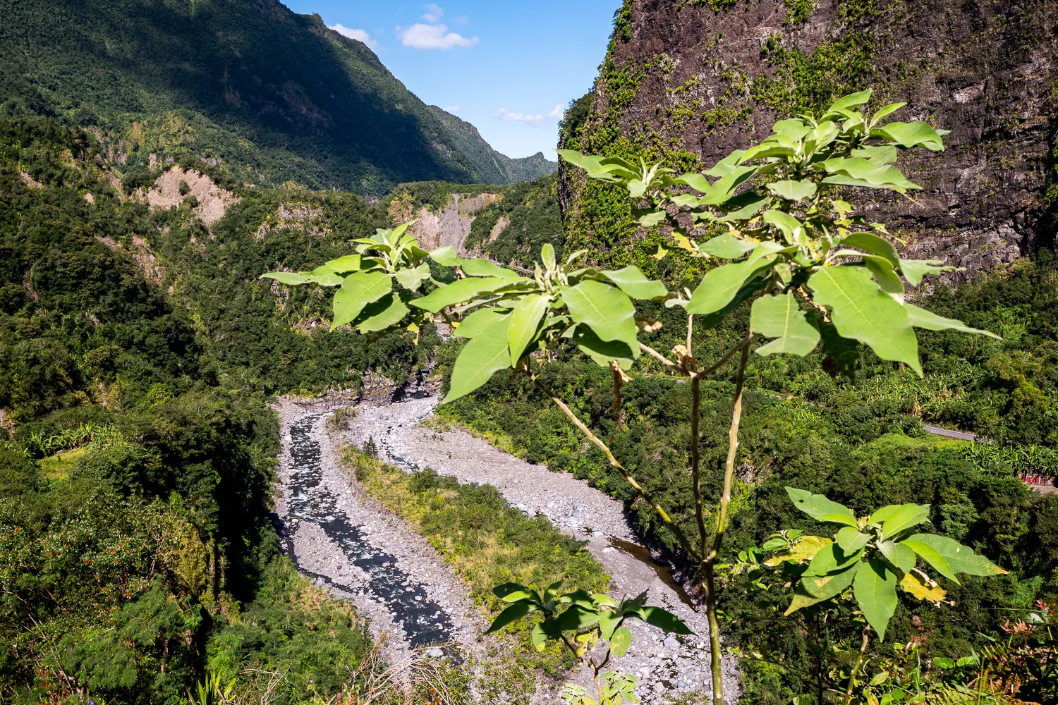 grüne pflanze vor berglandschaft mit fluss