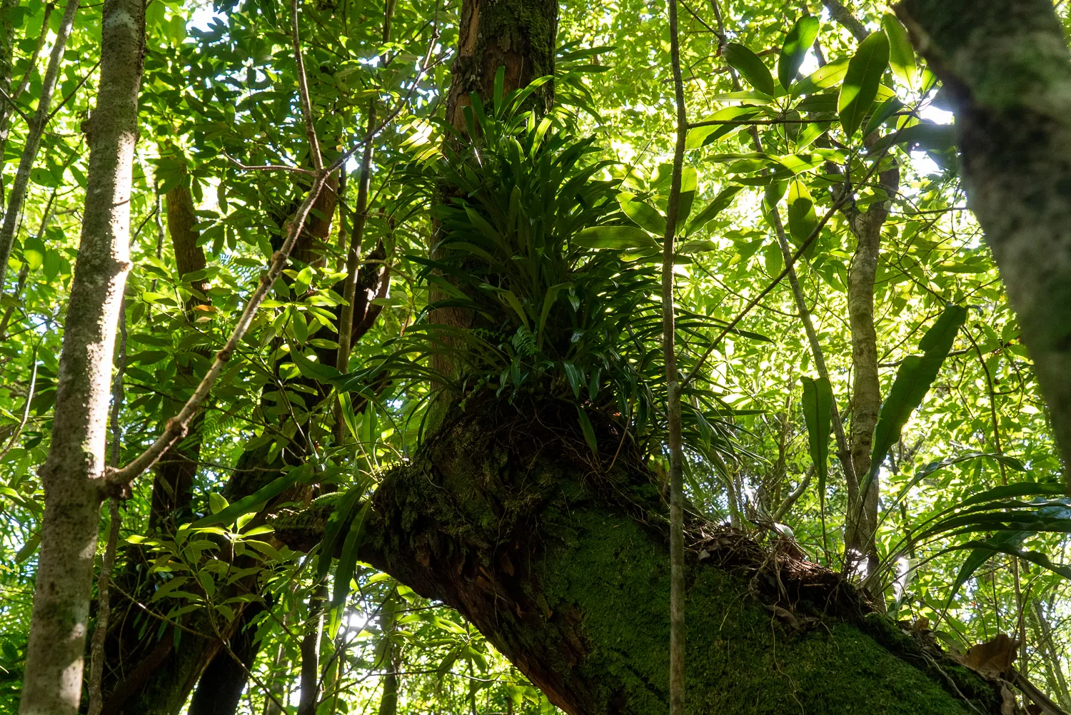 Grüne Pflanzen wachsen an einem moosbewachsenen Baumstamm im Wald.