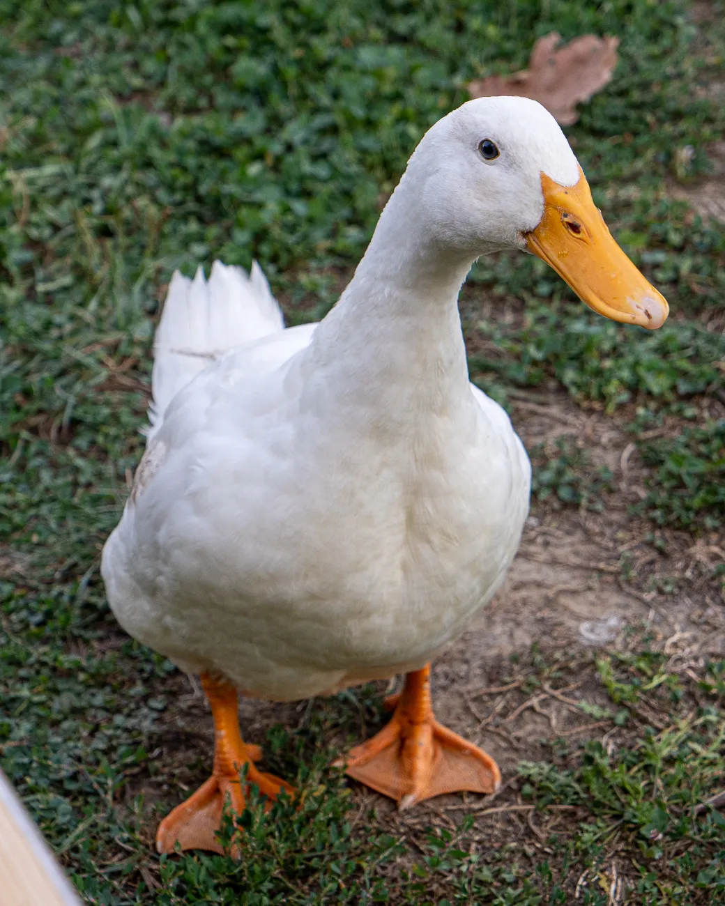 weiße Ente mit orangefarbenem Schnabel auf grünem Gras