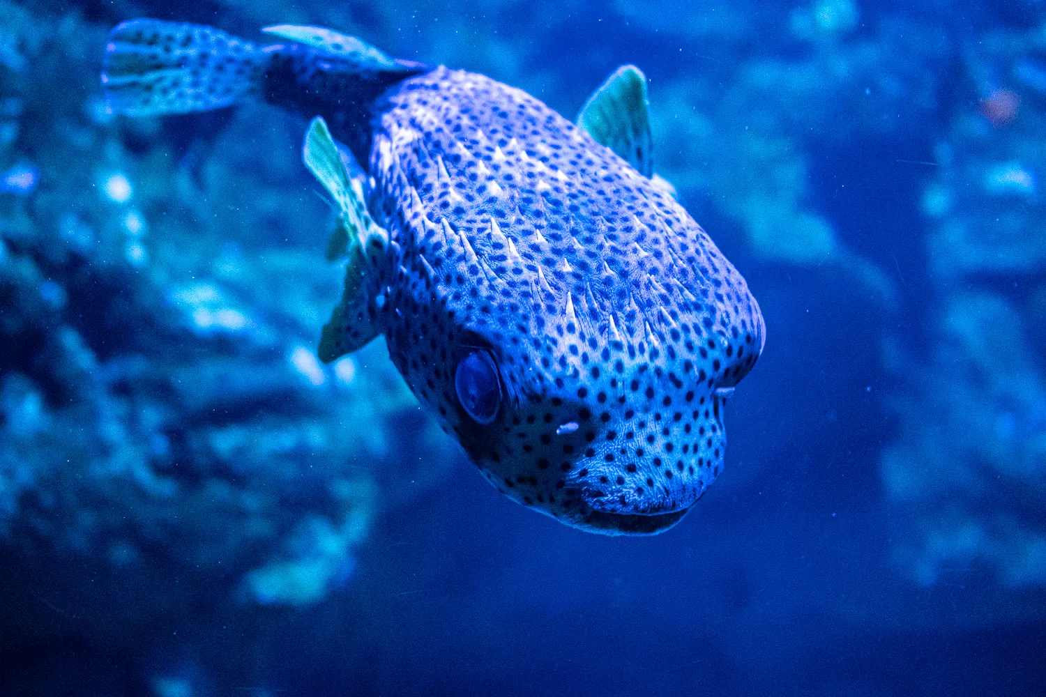 blauer, gepunkteter Fisch mit aufgeblasenem Körper im blauen Wasser