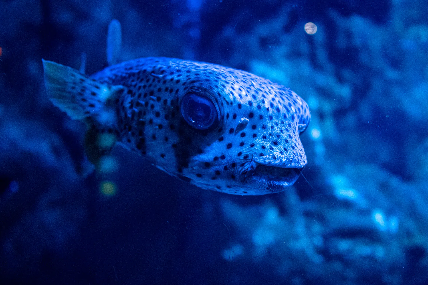 Pufferfisch mit dunklen Flecken im blauen Wasser