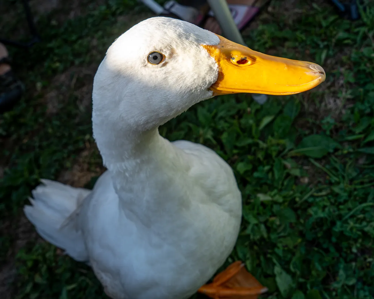 weiße Ente mit gelbem Schnabel auf grünem Gras