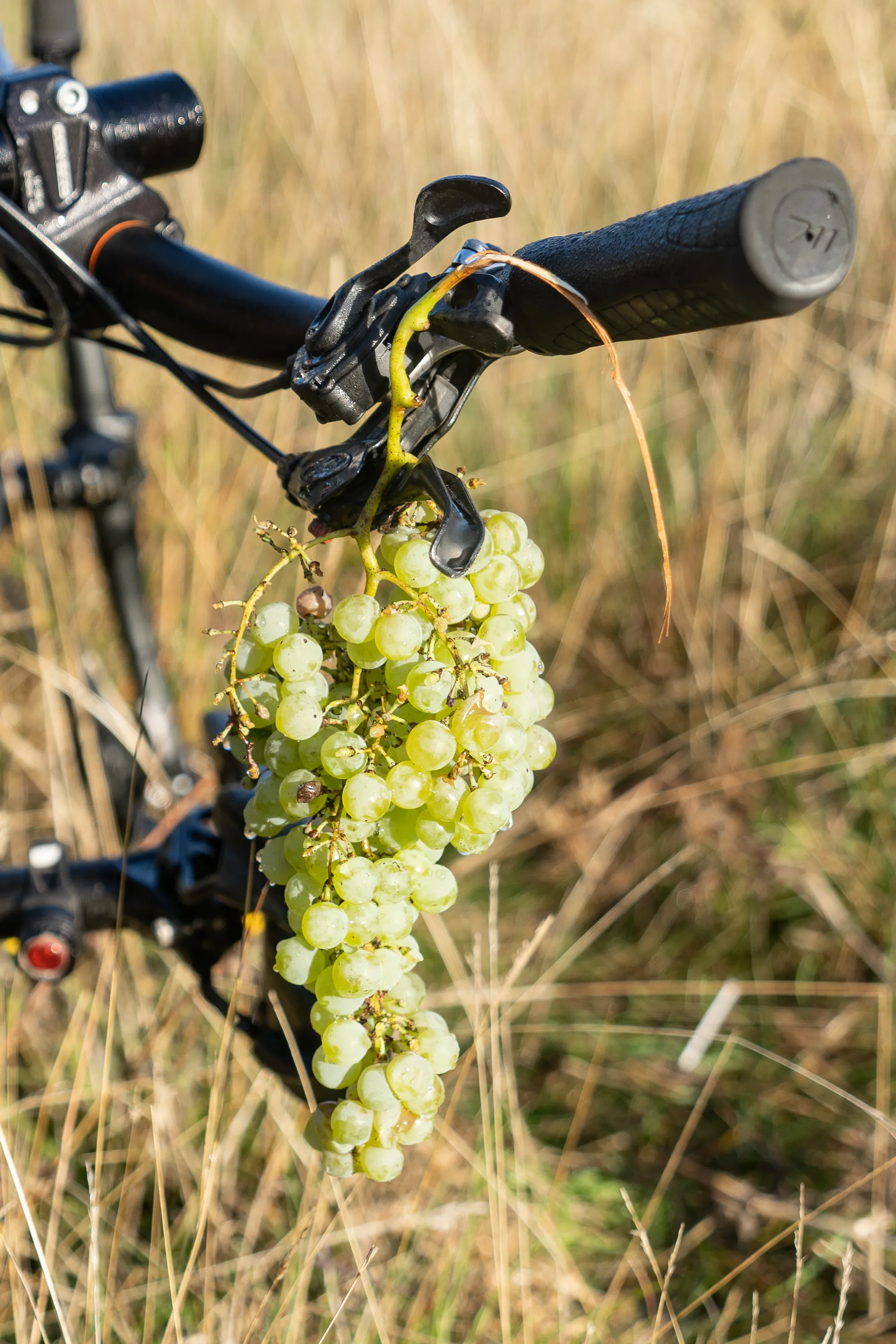 grüne trauben hängen am fahrradgriff im hohen gras