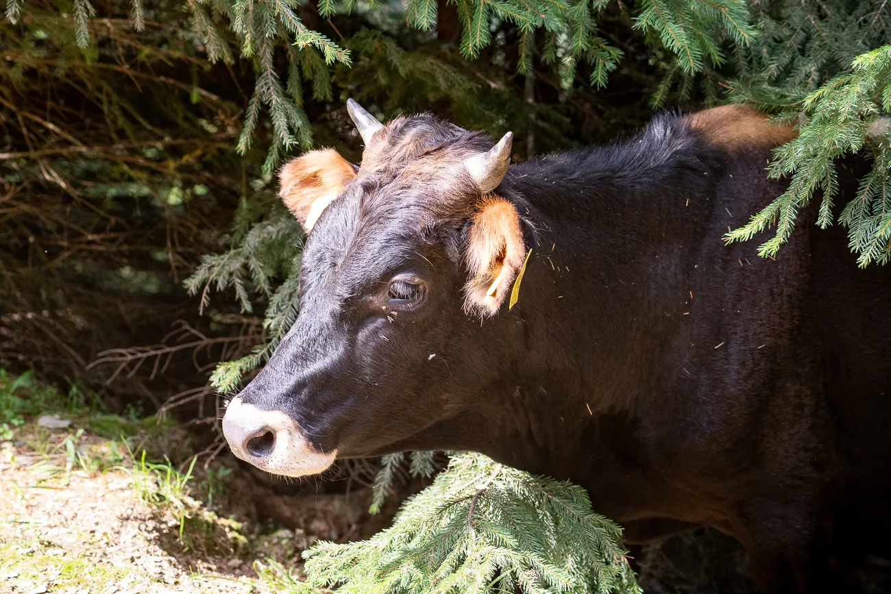 Schwarzes Rind mit braunen Ohren unter Tannenzweigen