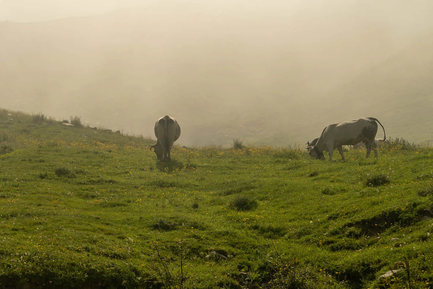 zwei rinder grasen auf nebliger bergwiese