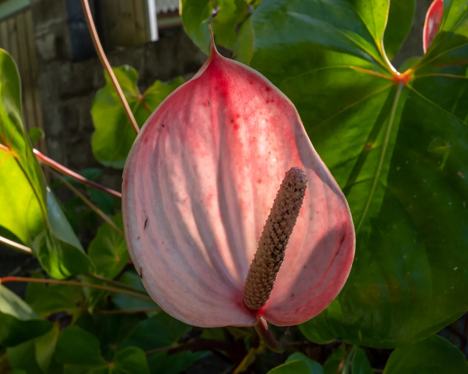rosa anthuriumblüte mit grünen blättern im sonnenlicht