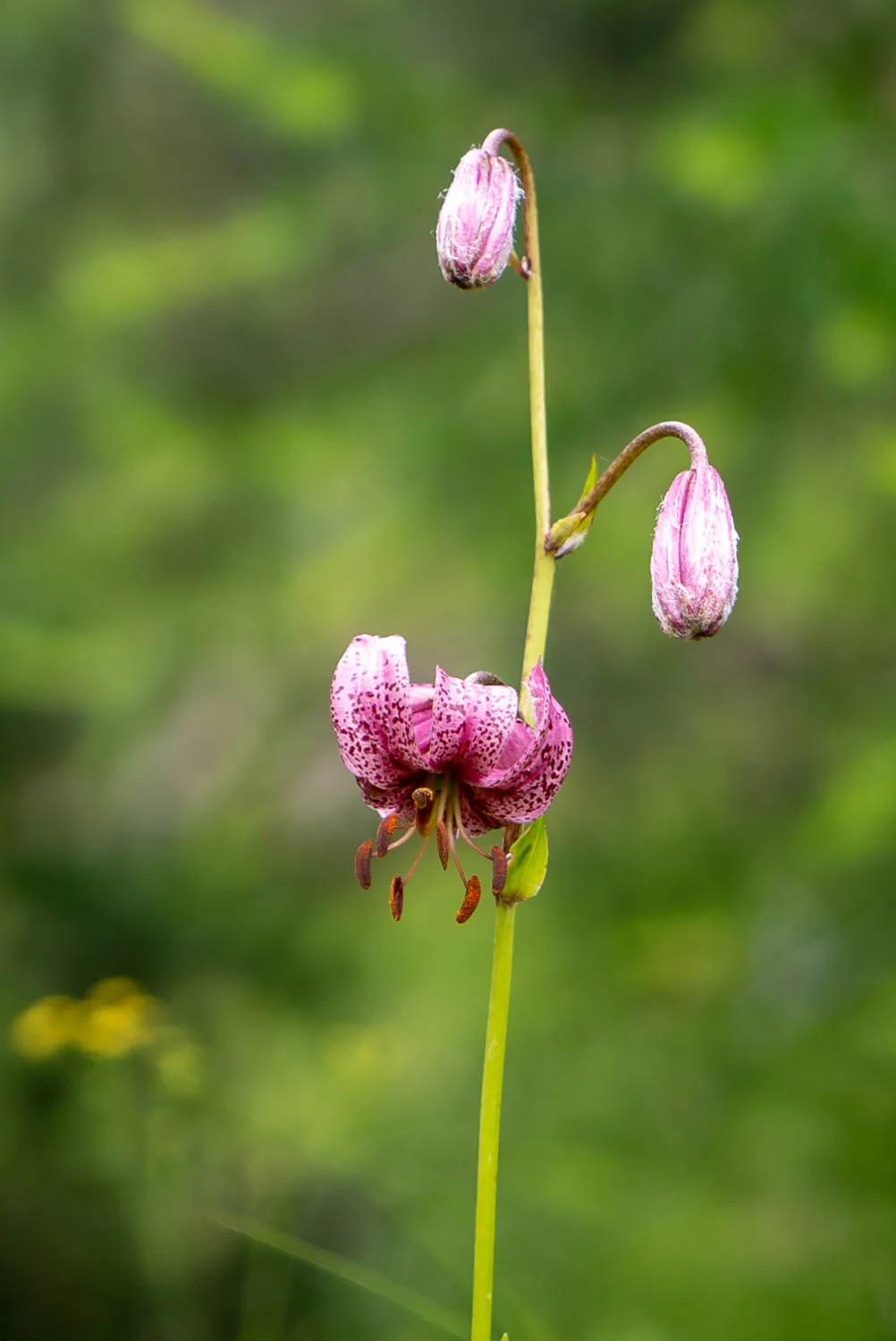 rosa lilie mit tropfen und unreife blütenknospen im grünen hintergrund