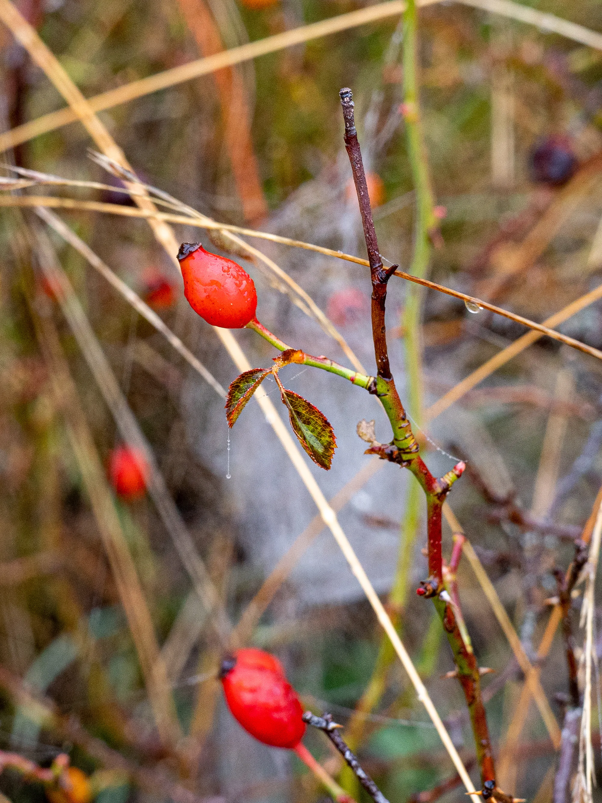 rote rosensamen an dünnen stängeln mit tautropfen im nebel