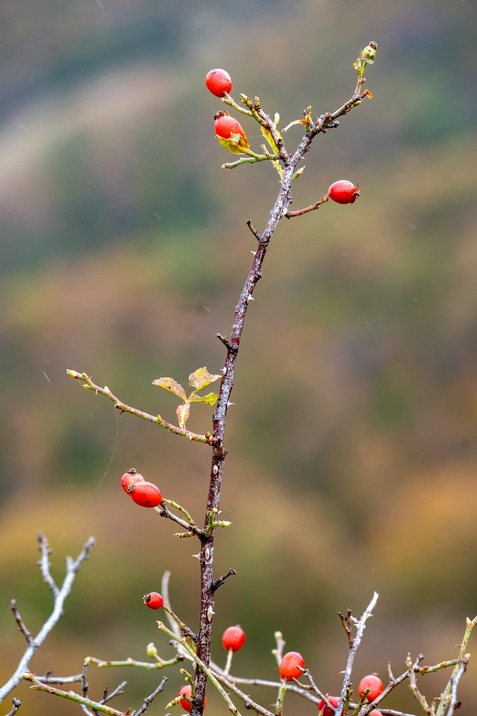 rote beeren an dünnem Zweig mit unscharfem Herbsthintergrund