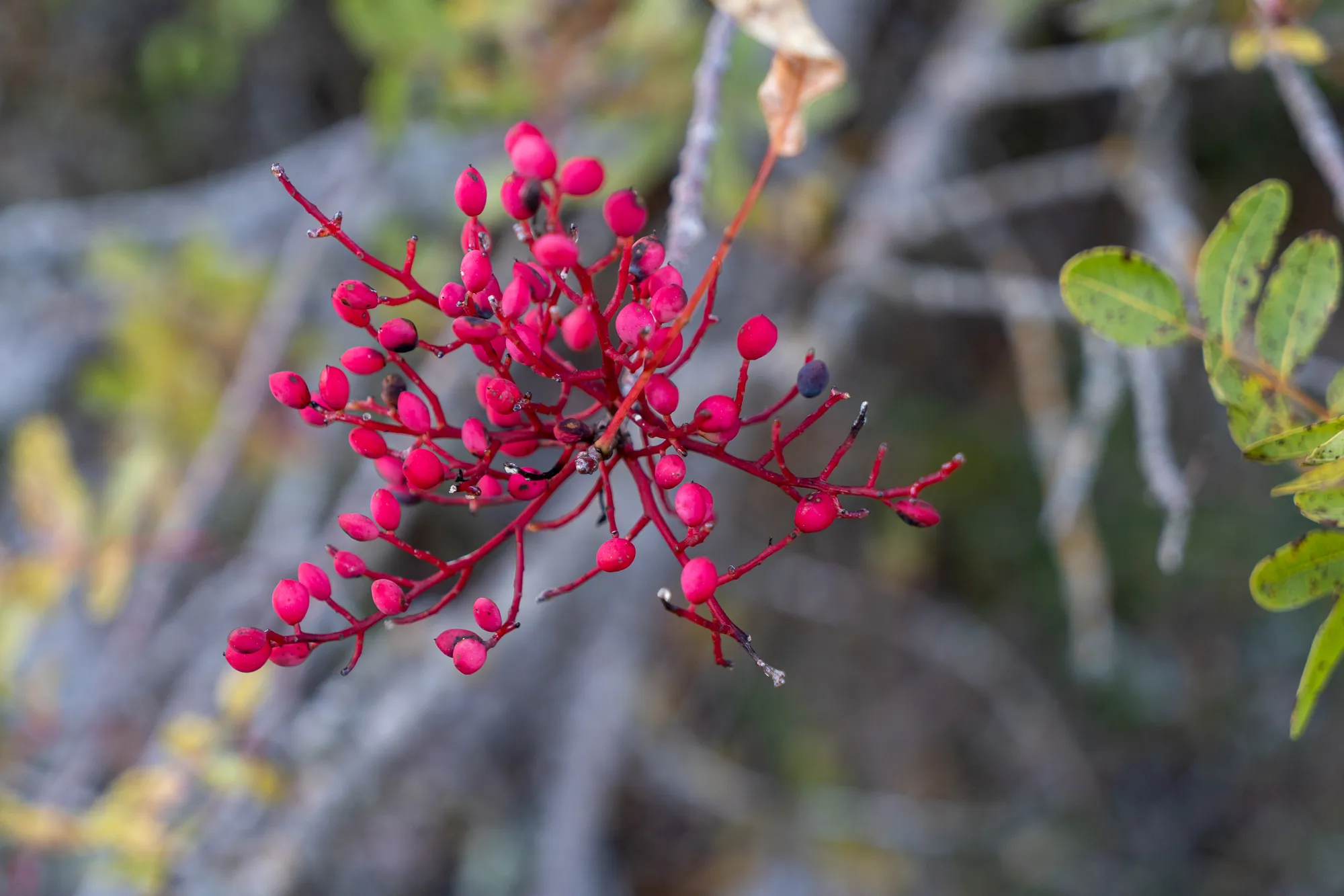 rote beeren an einem Zweig mit grünen Blättern im Hintergrund