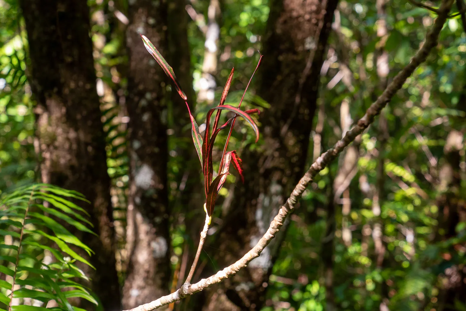 Rote Blätter an einem Ast im Wald mit grüner Farnpflanze