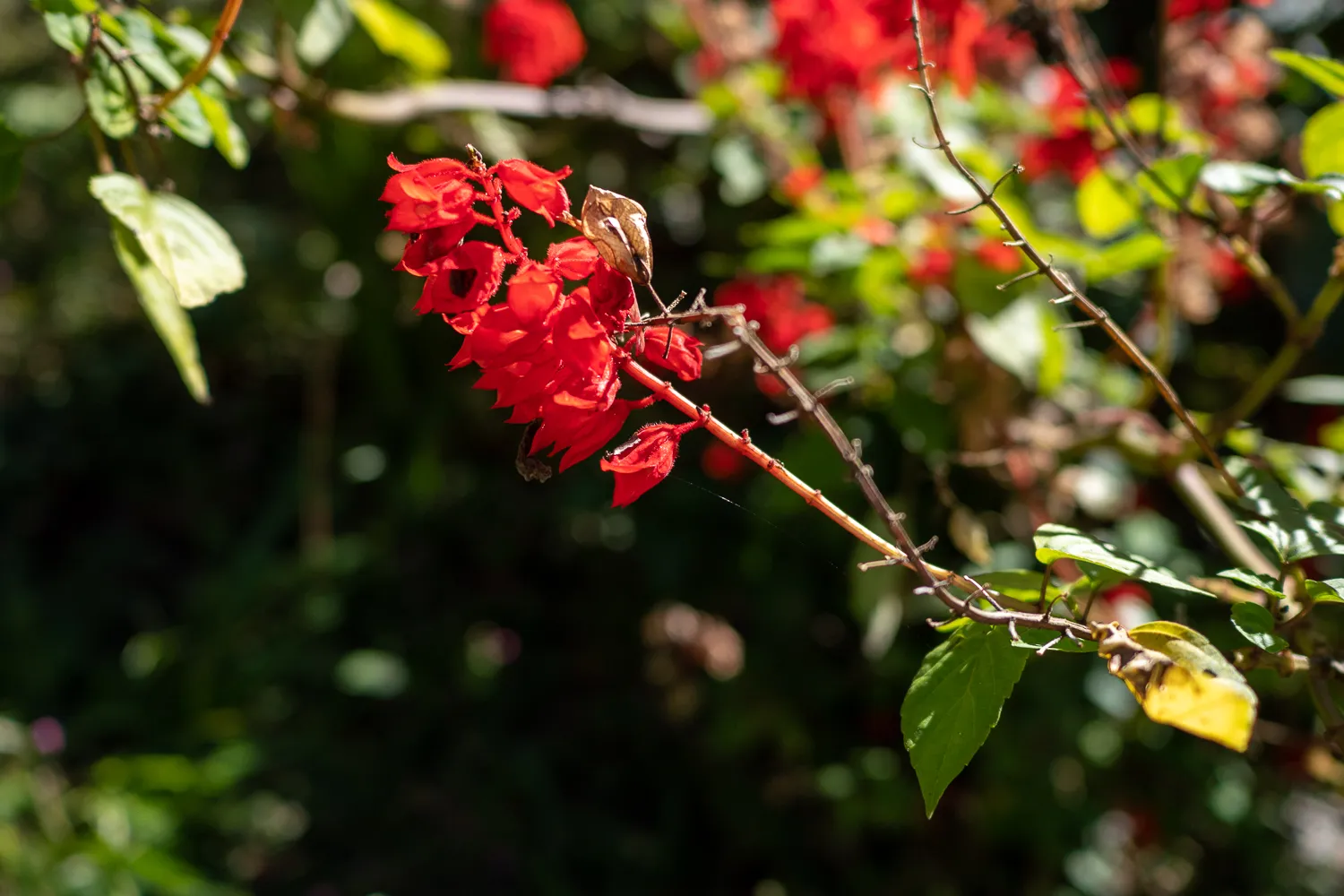 rote blüten an einem busch im wald