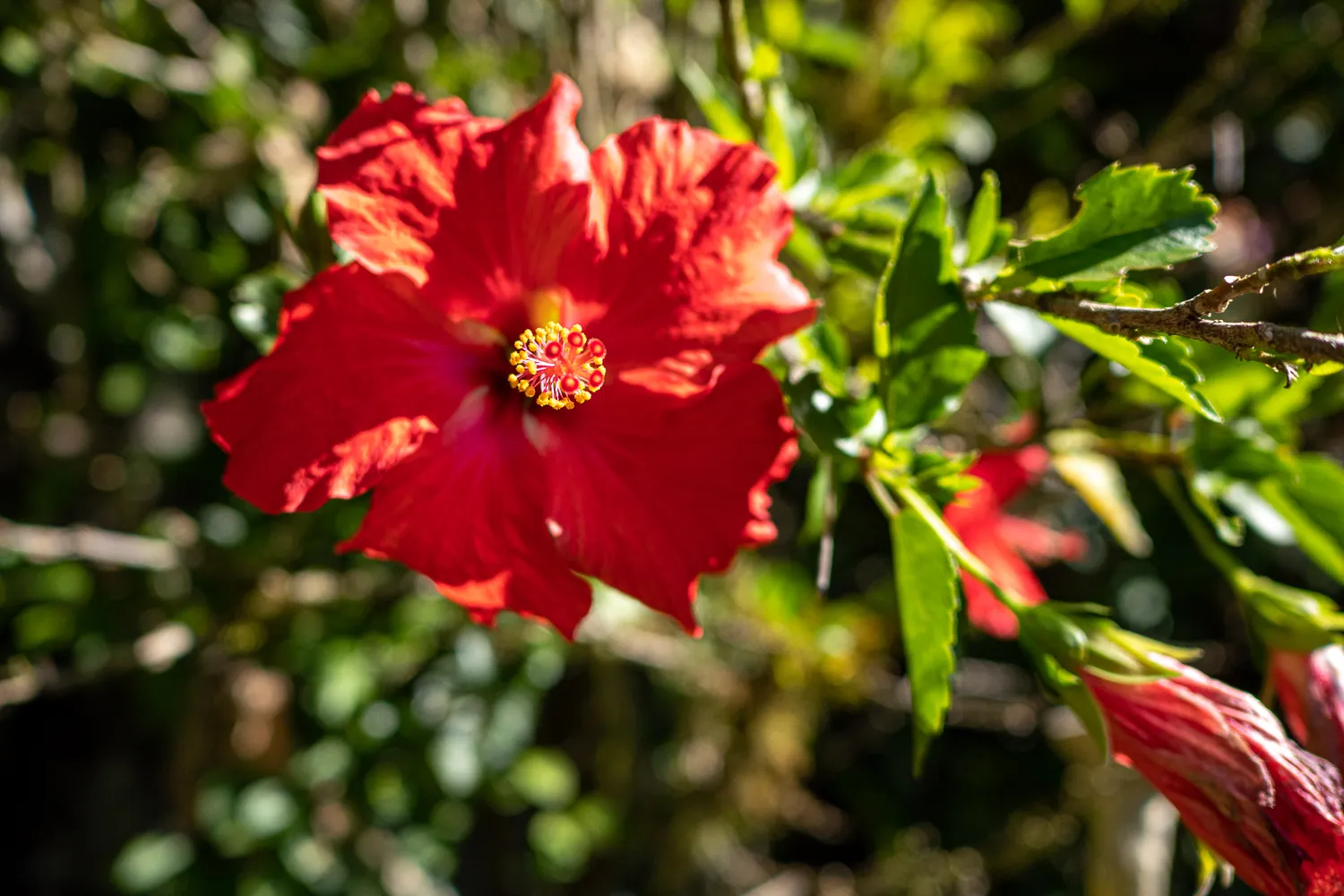 rote blume mit gelbem zentrum im grünen blätterhintergrund