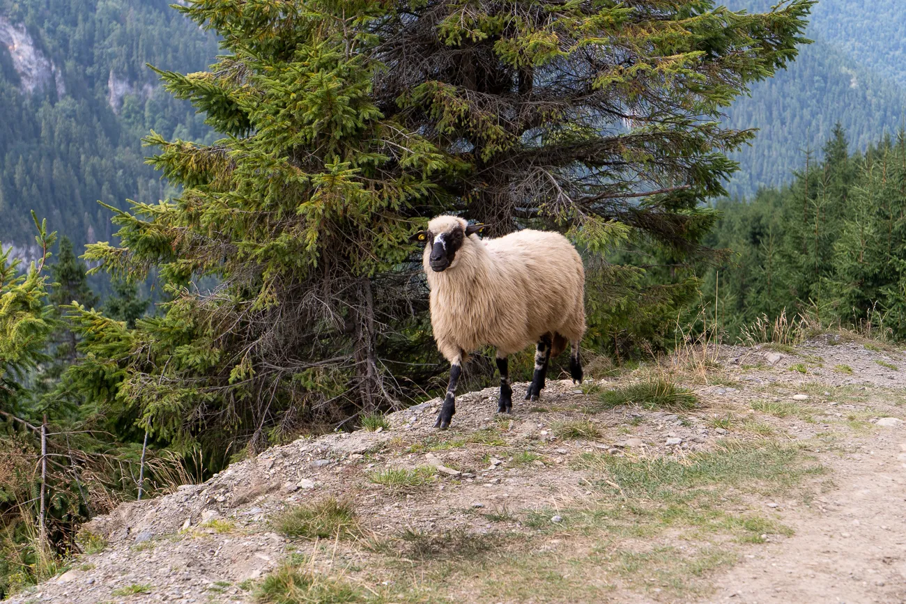 Schaf mit weißem Fell und schwarzen Beinen auf steinigem Hang vor Nadelbaum
