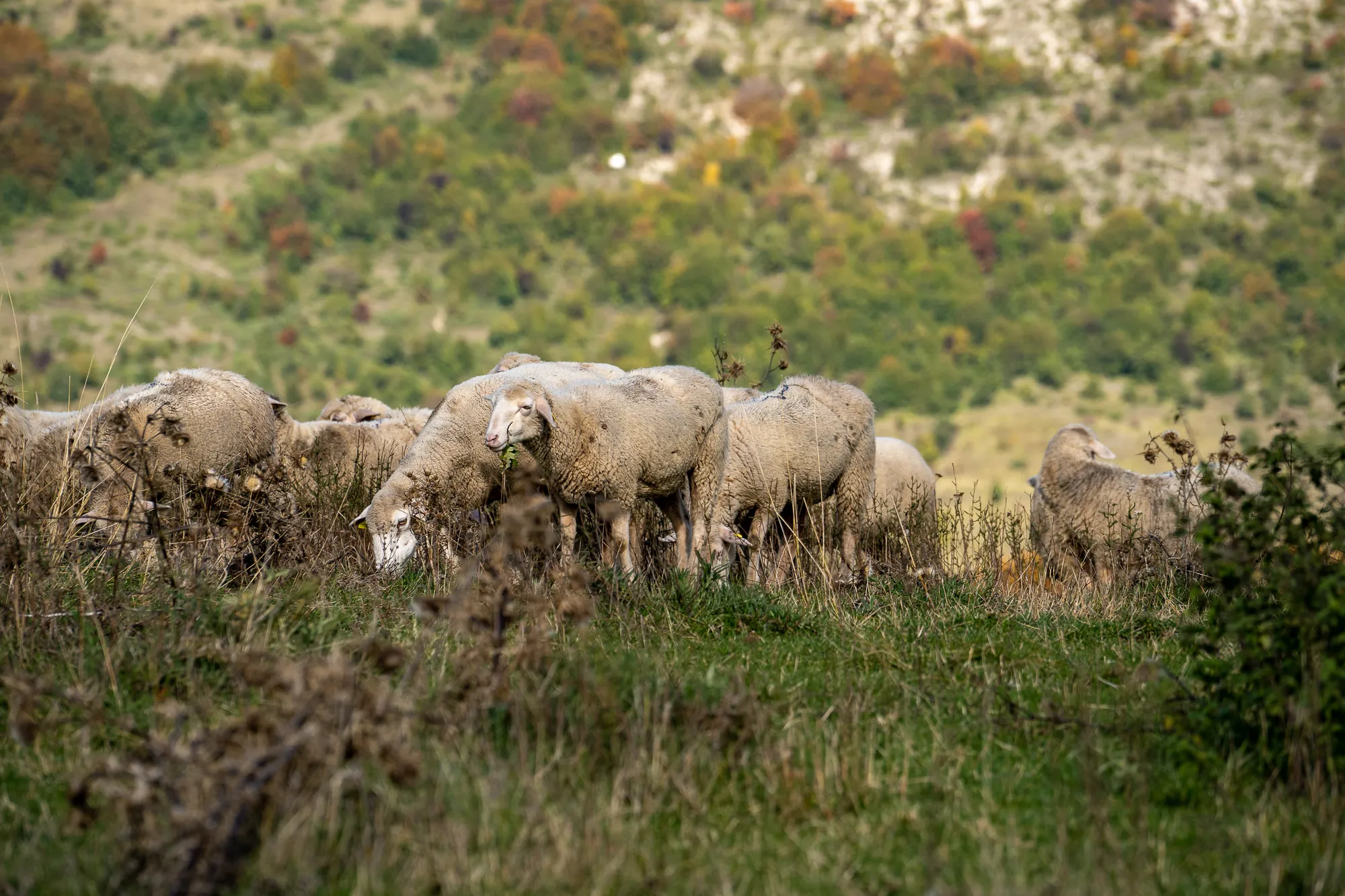 Schafe grasen auf grüner Hügellandschaft mit bunten Bäumen im Hintergrund