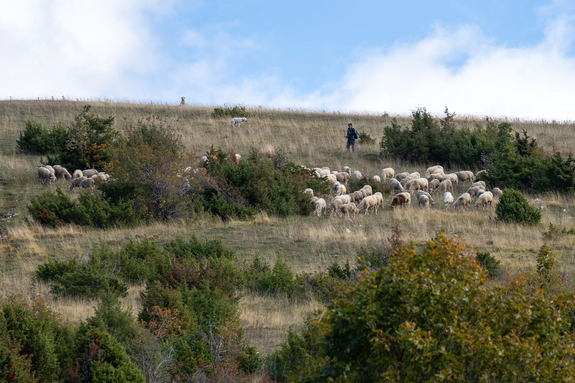 Schafherde auf grasbewachsenem Hügel unter blauem Himmel