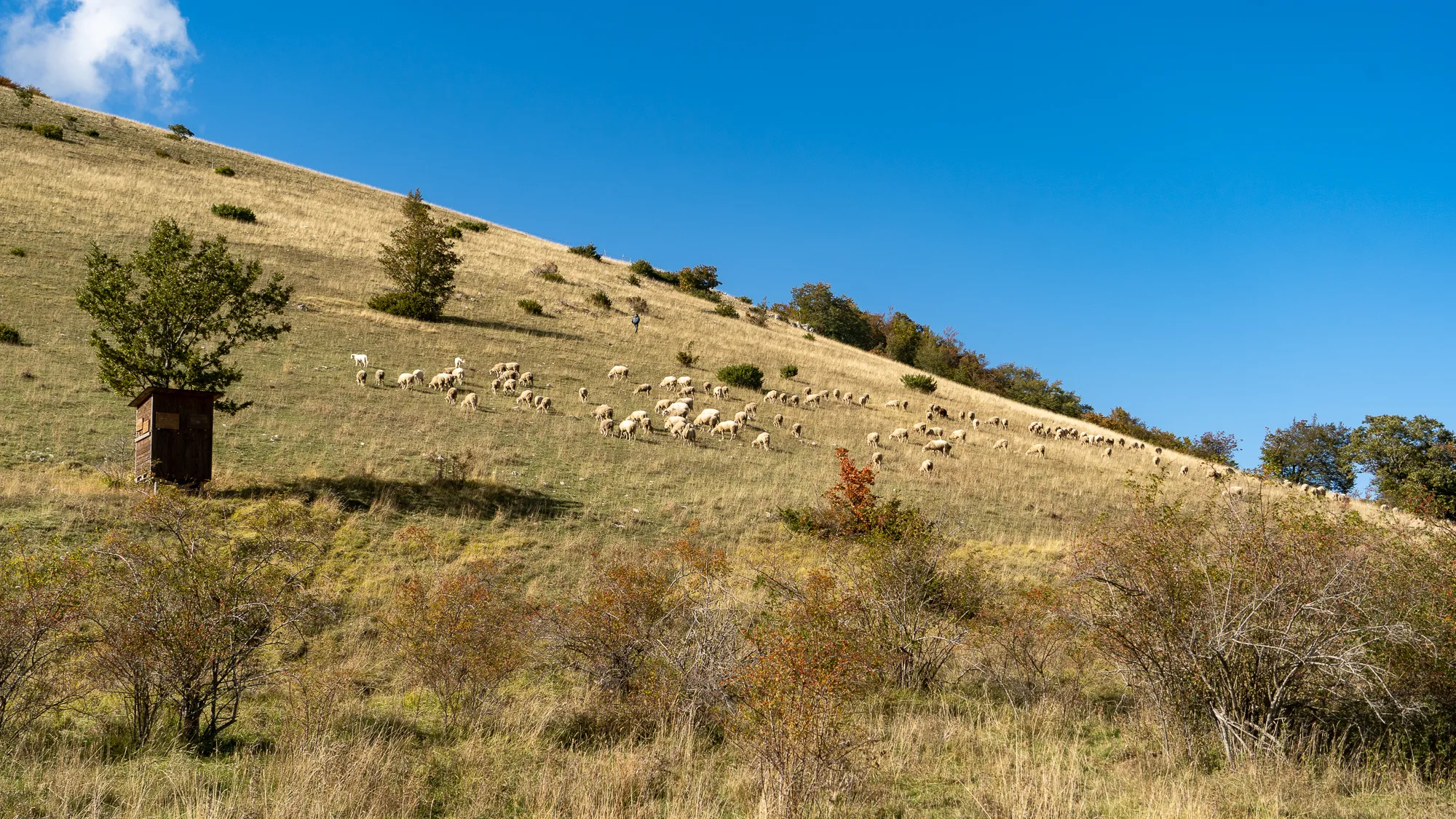 Schafherde grasend auf grünem Hang unter blauem Himmel