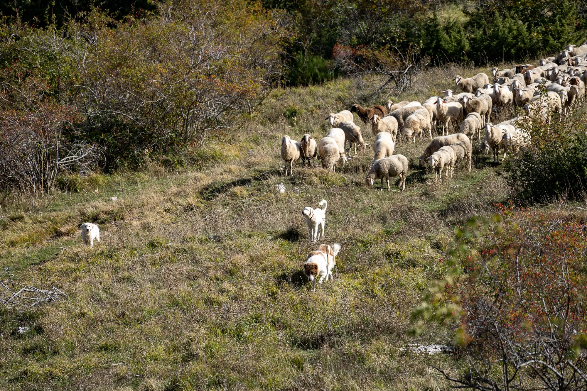 Schafherde grasen auf einem bewaldeten Hügel mit Hunden im Vordergrund