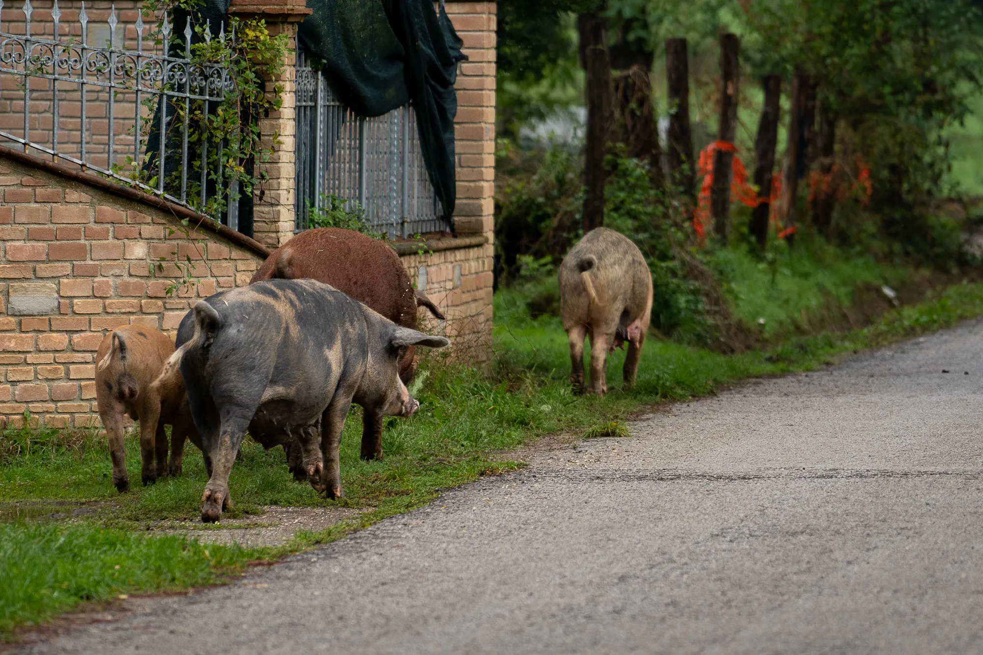 Schweine grasen am Straßenrand neben Steinmauer und Zaun