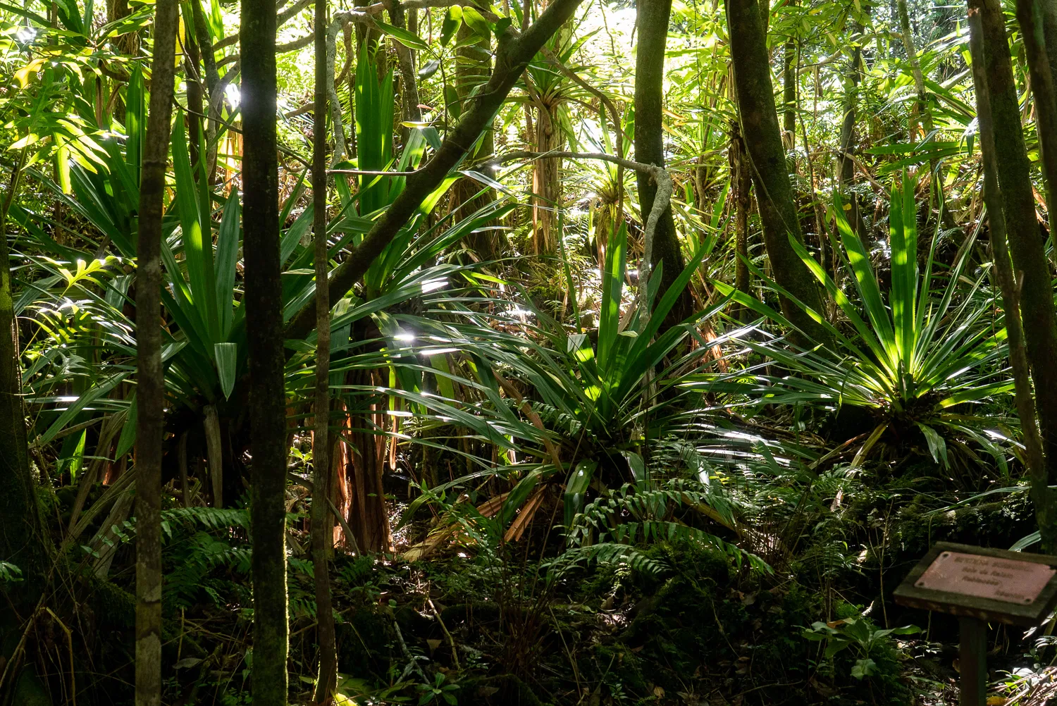 Dichter grüner Wald mit Sonnenlicht durch Bäume und Pflanzen