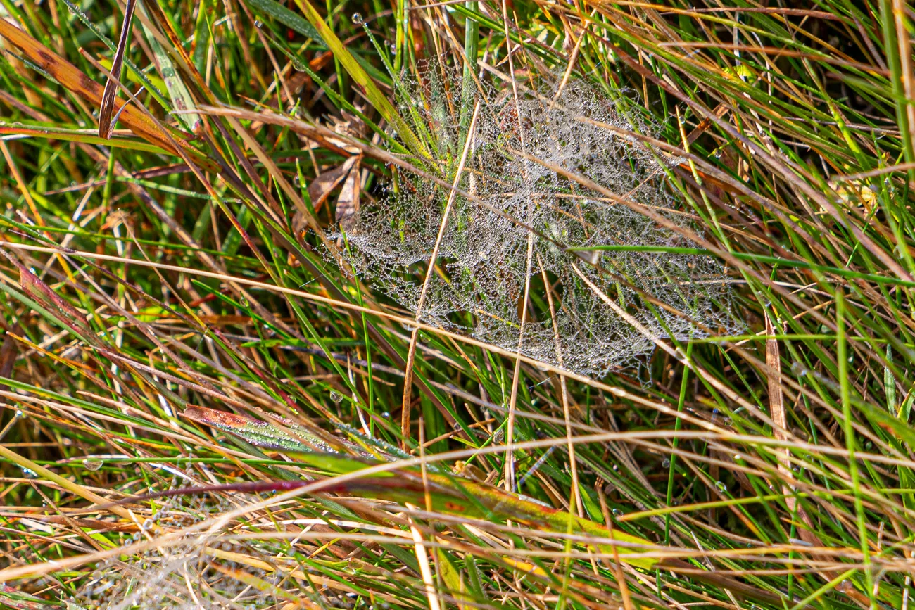 Feuchtigkeitsbedecktes Spinnennetz zwischen Grashalmen im Morgennebel