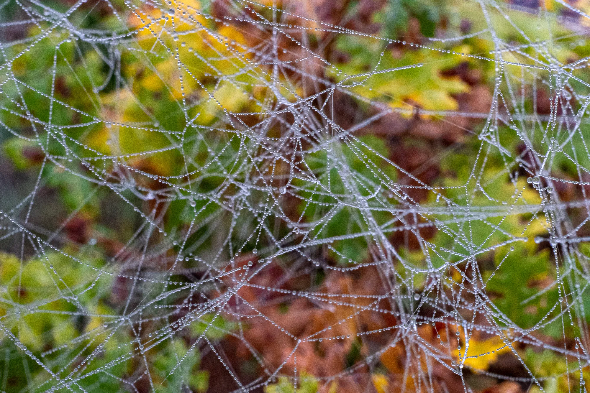 Spinnennetz mit Tau tropfen im Morgennebel