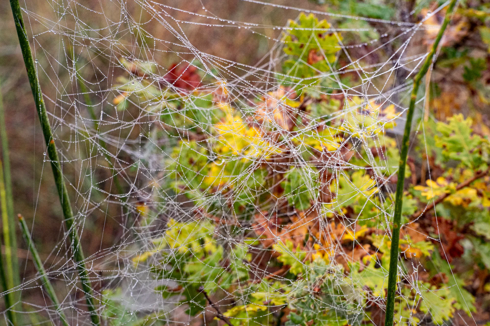 Spinnennetz mit Tau tropfen zwischen grünen und gelben Blättern