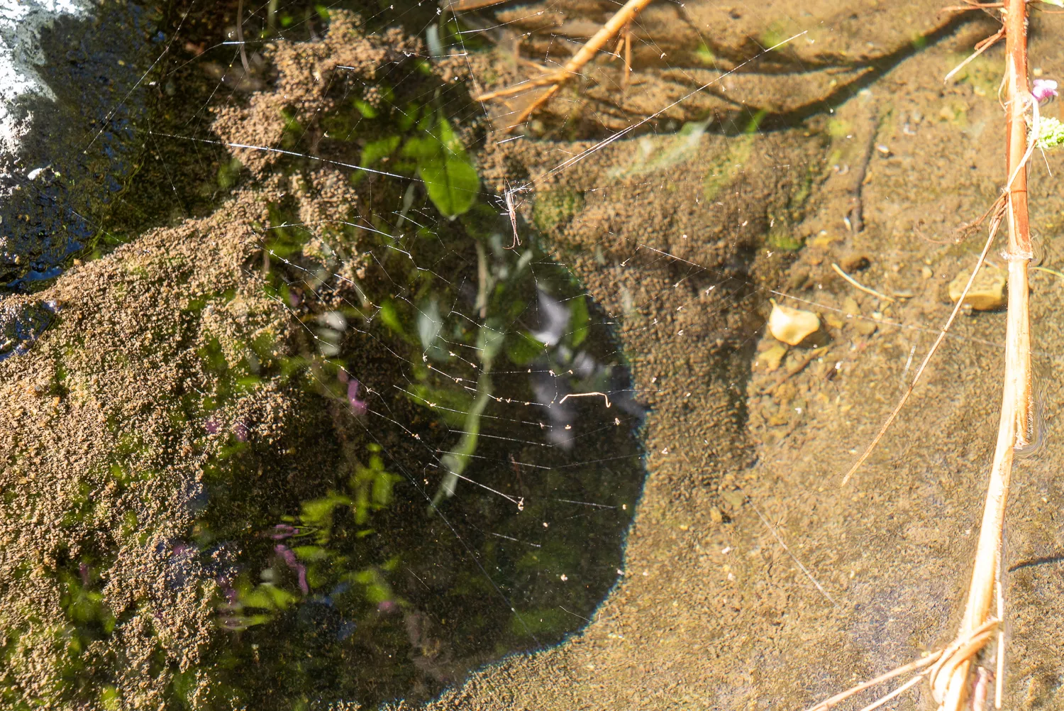 Spinnennetz über Wasser mit Pflanzen und Sand