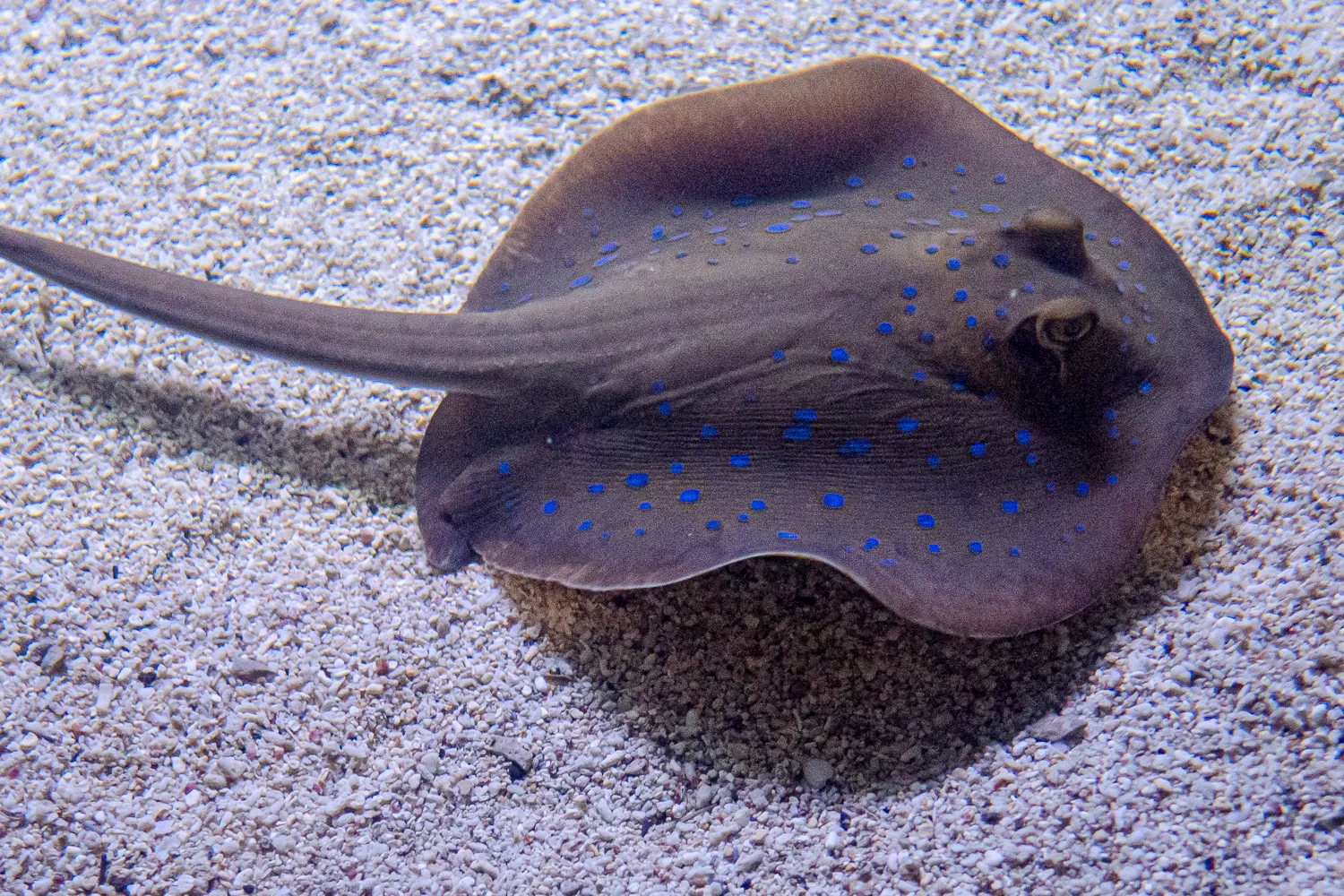 blauer spotterhai auf sandboden