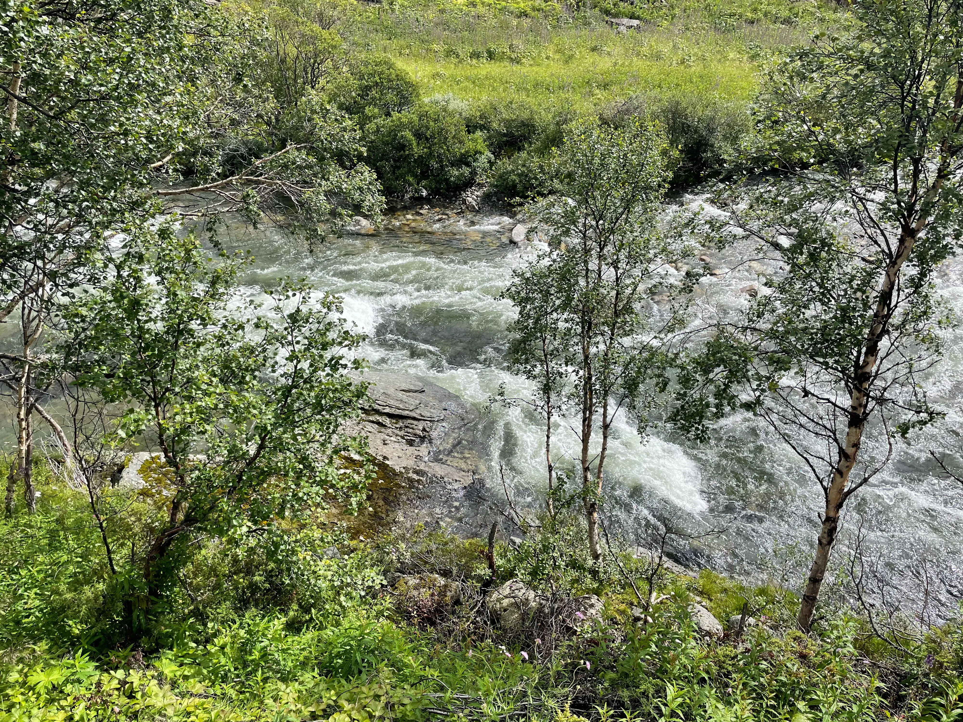 Bäume und Sträucher am Ufer eines flachen, steinigen Flusses mit weißem Wasser.
