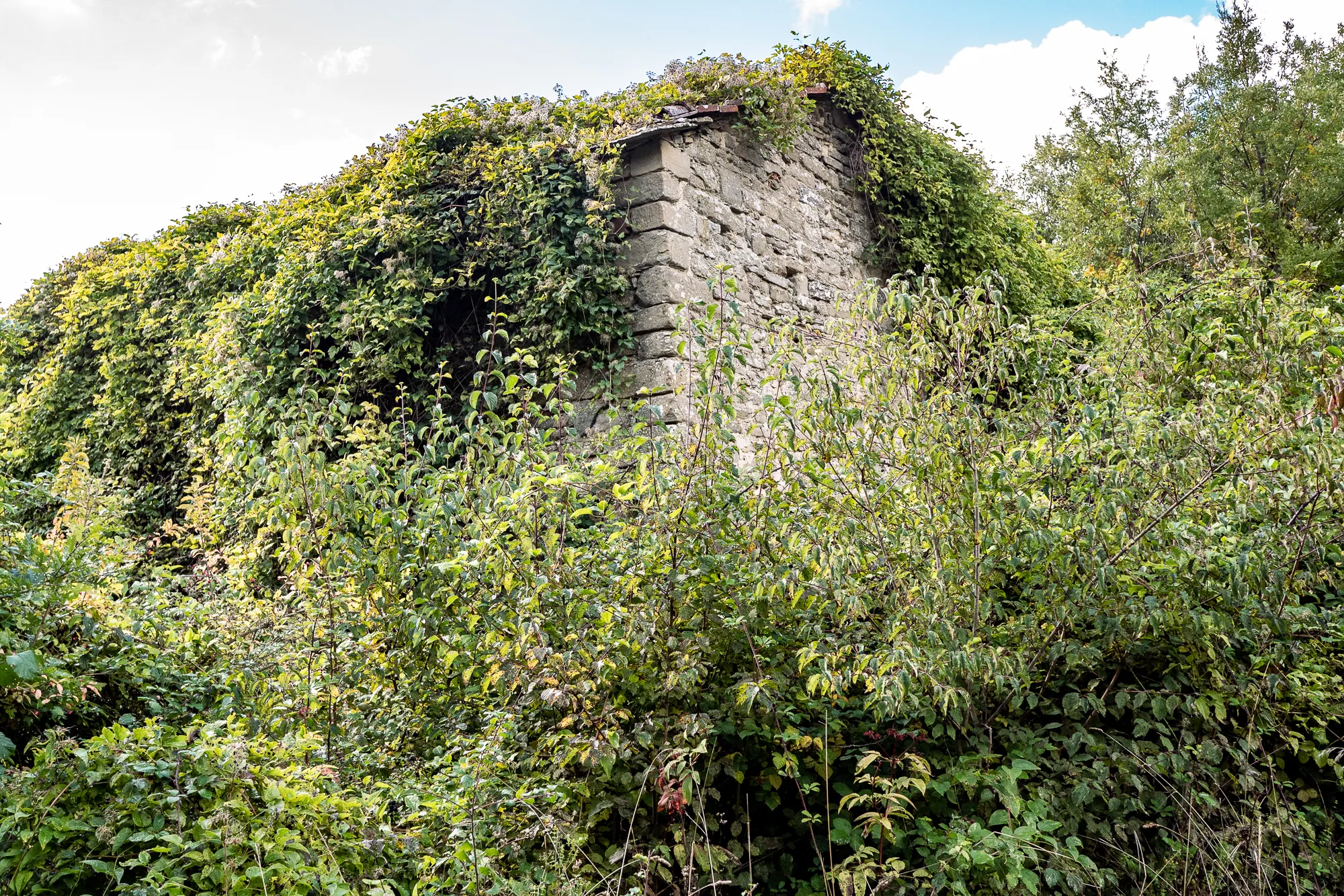 Verwachsene Steinruine im dichten Grün, teilweise von Kletterpflanzen bedeckt.