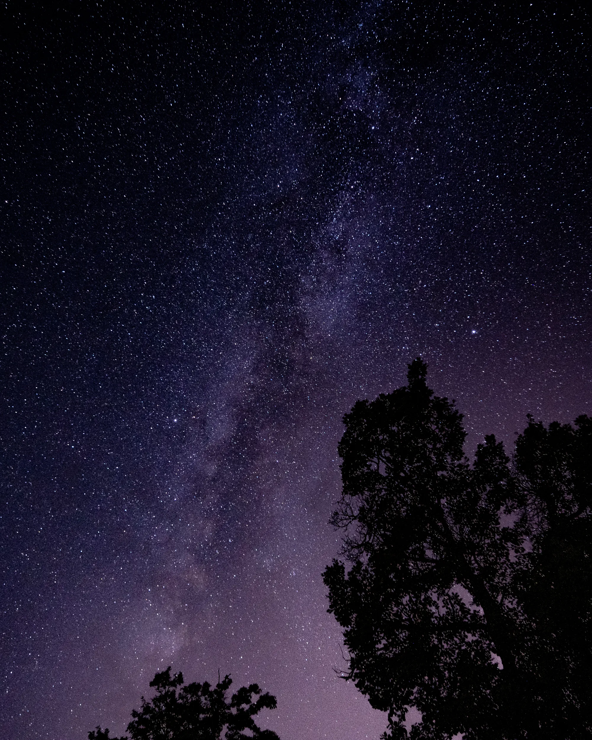 Sternenhimmel mit Milchstraße über Baum-Silhouetten bei Nacht