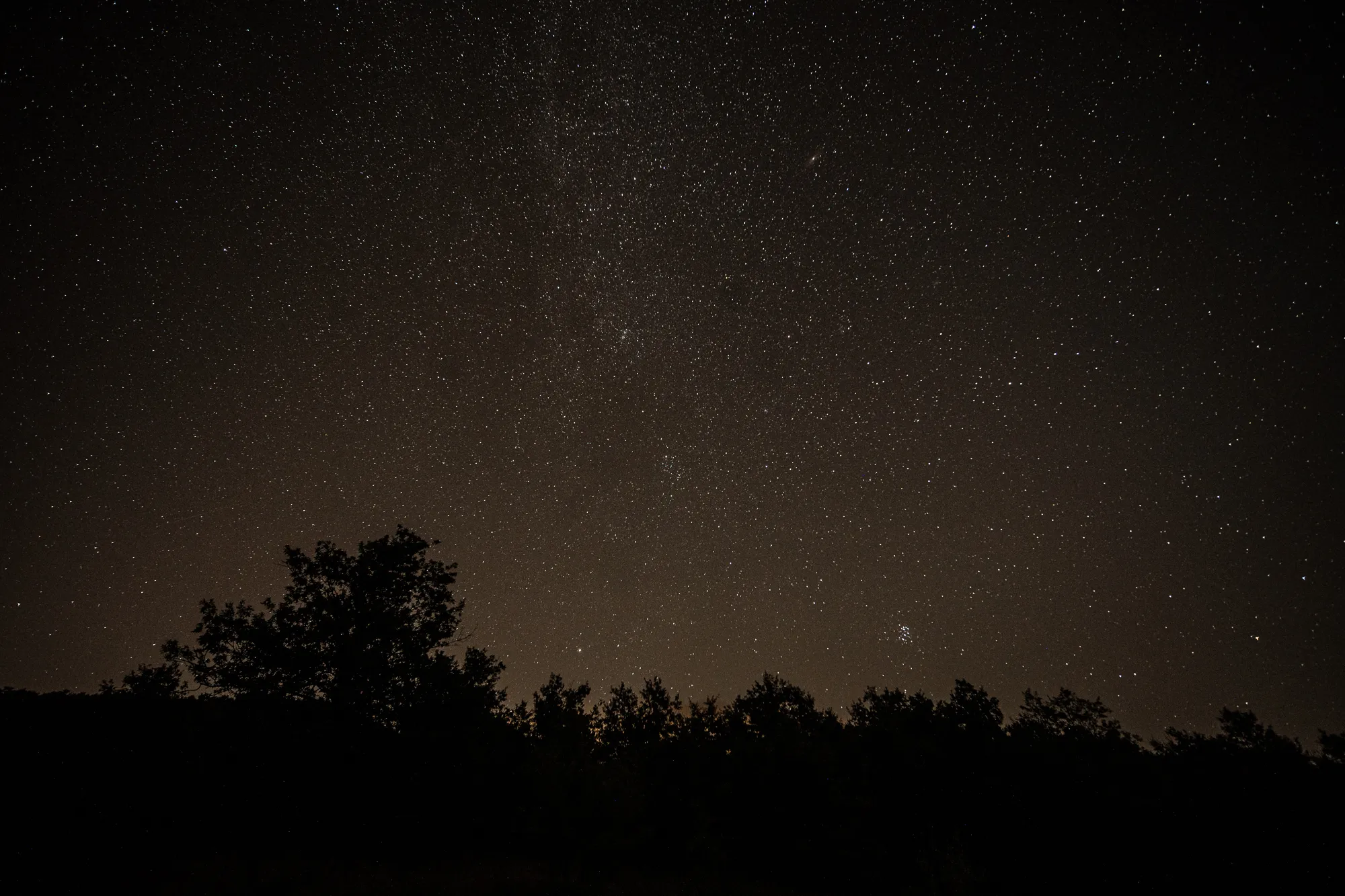 Sternenhimmel über Baumkronen bei Nacht
