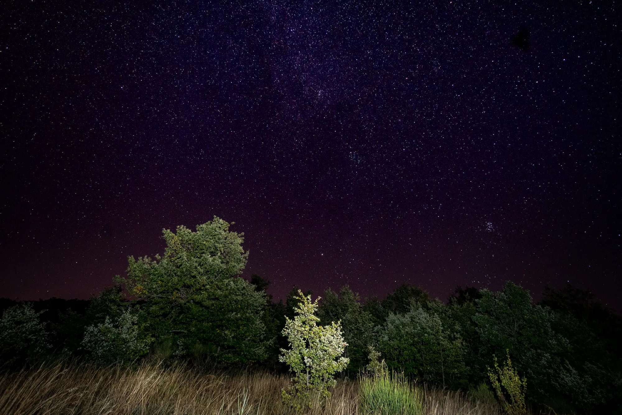 Sternenhimmel über dunklem Wald mit hohem Gras im Vordergrund