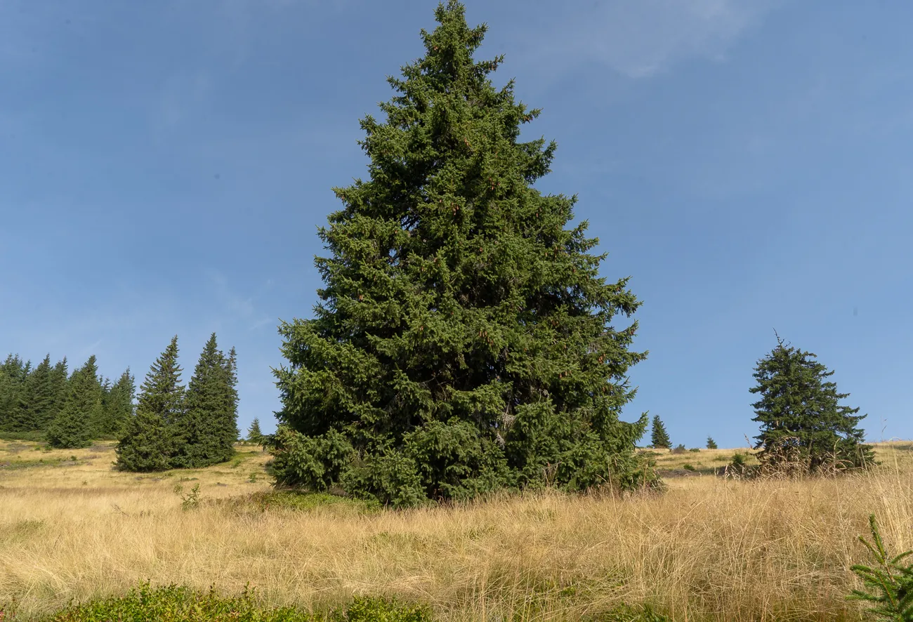 große tannenartige nadelbaum im grasland unter blauem himmel