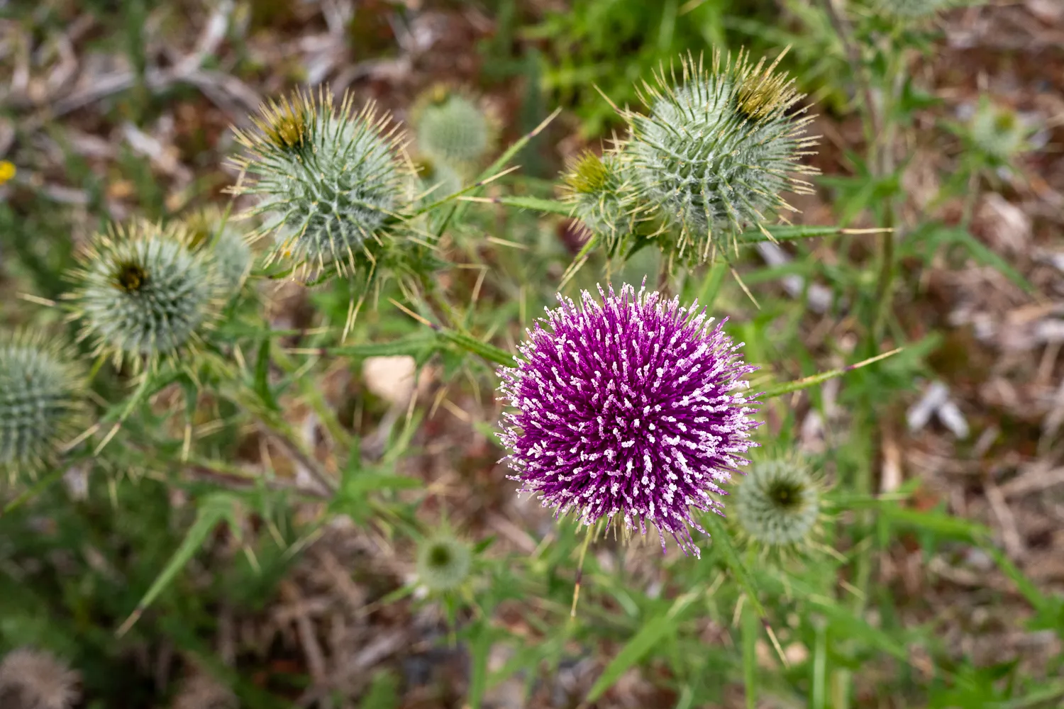 Violette Distelblüte mit grünen, stacheligen Köpfen im Hintergrund